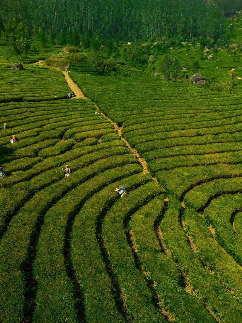 Vista aérea de plantaciones de té verde en hileras